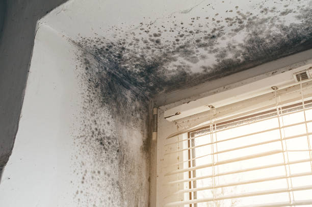 Affordable Basement Mold Removal solutions in Worcester, MA